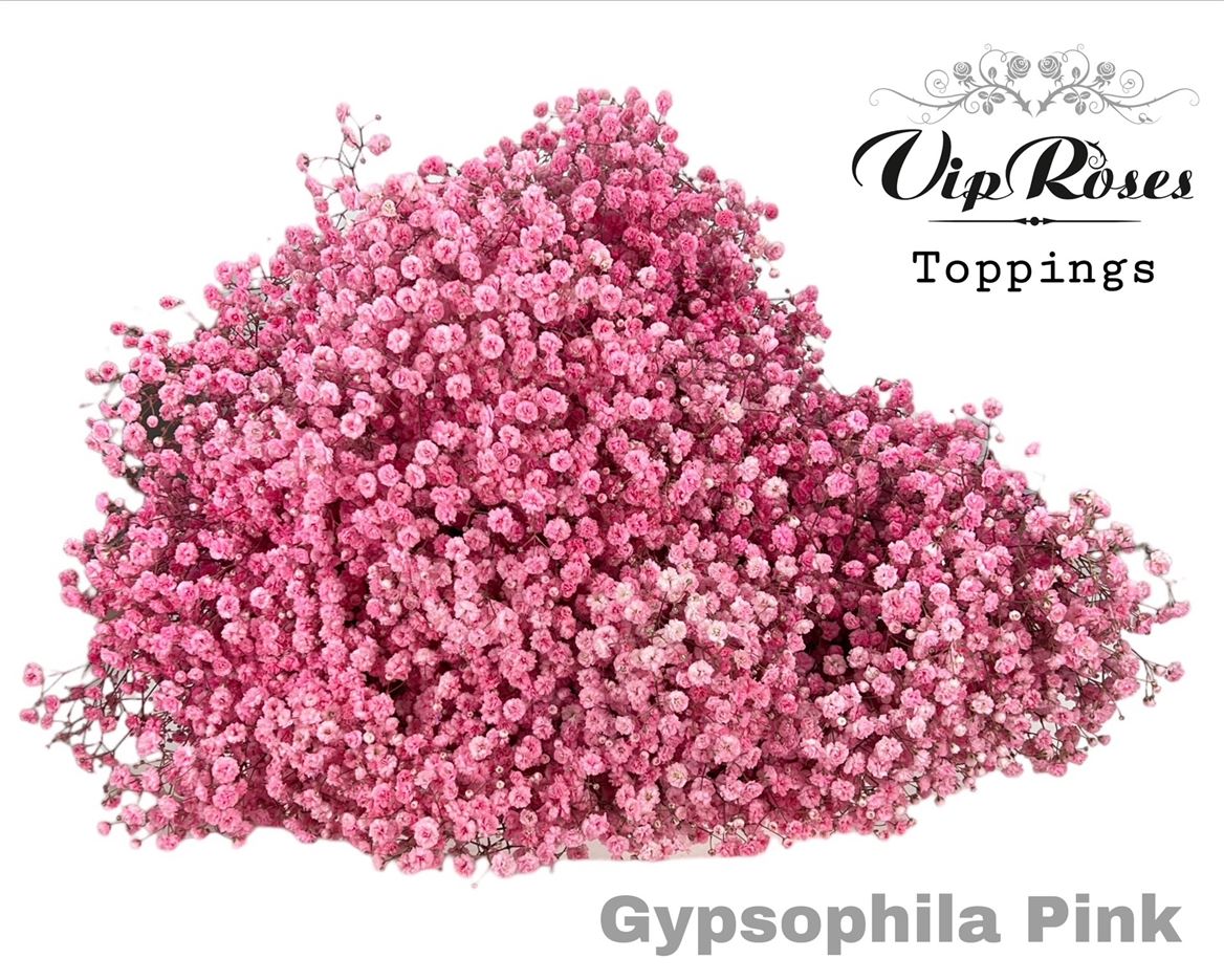 - Schleierkraut Vip gefä