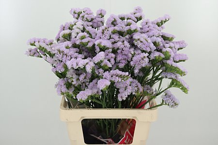 LIMON S TESSA LAVENDER