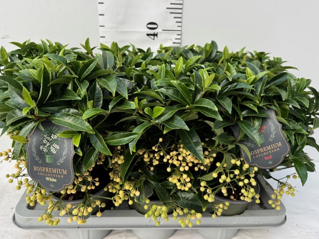 Ardisia weiß