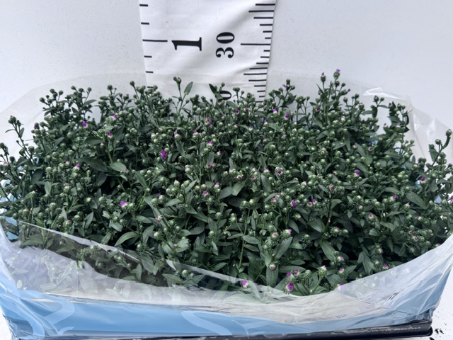 Aster Novi B rot