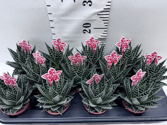 Aloe Tiki Tahi