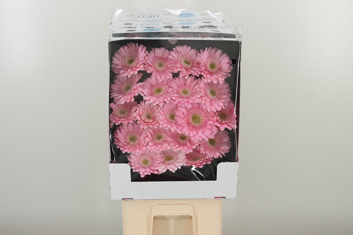 Germini Babble rosa