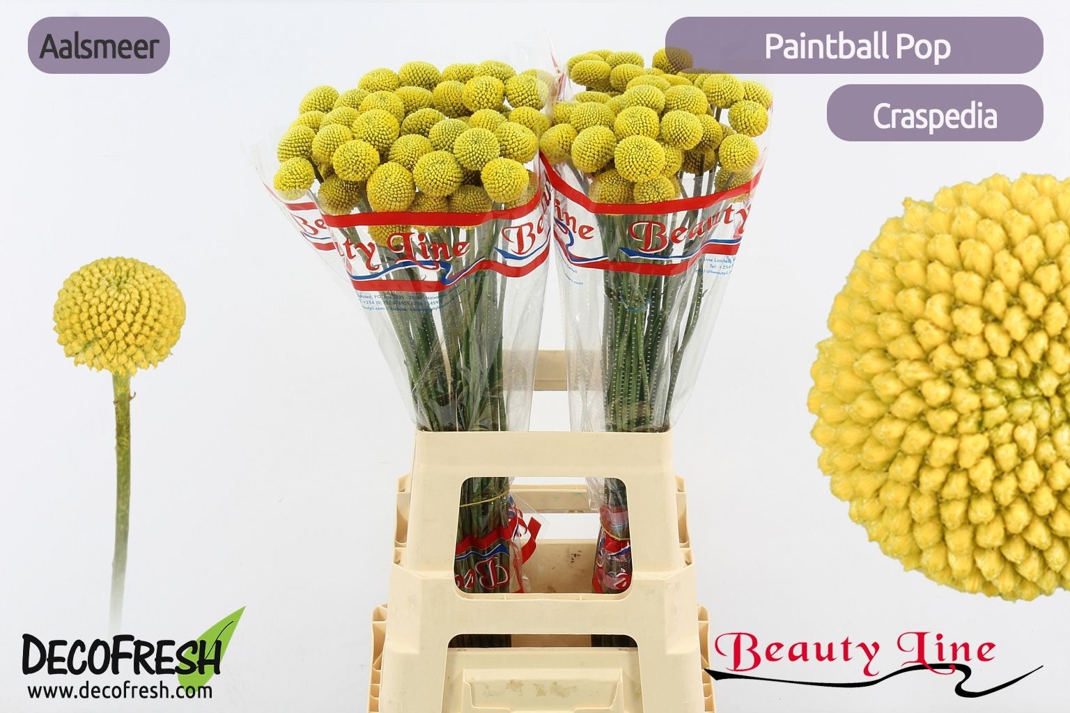 CRASPEDIA PAINTBALL POP X L