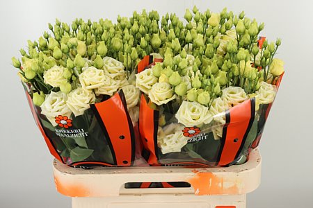 Lysianthus creme gefüllt