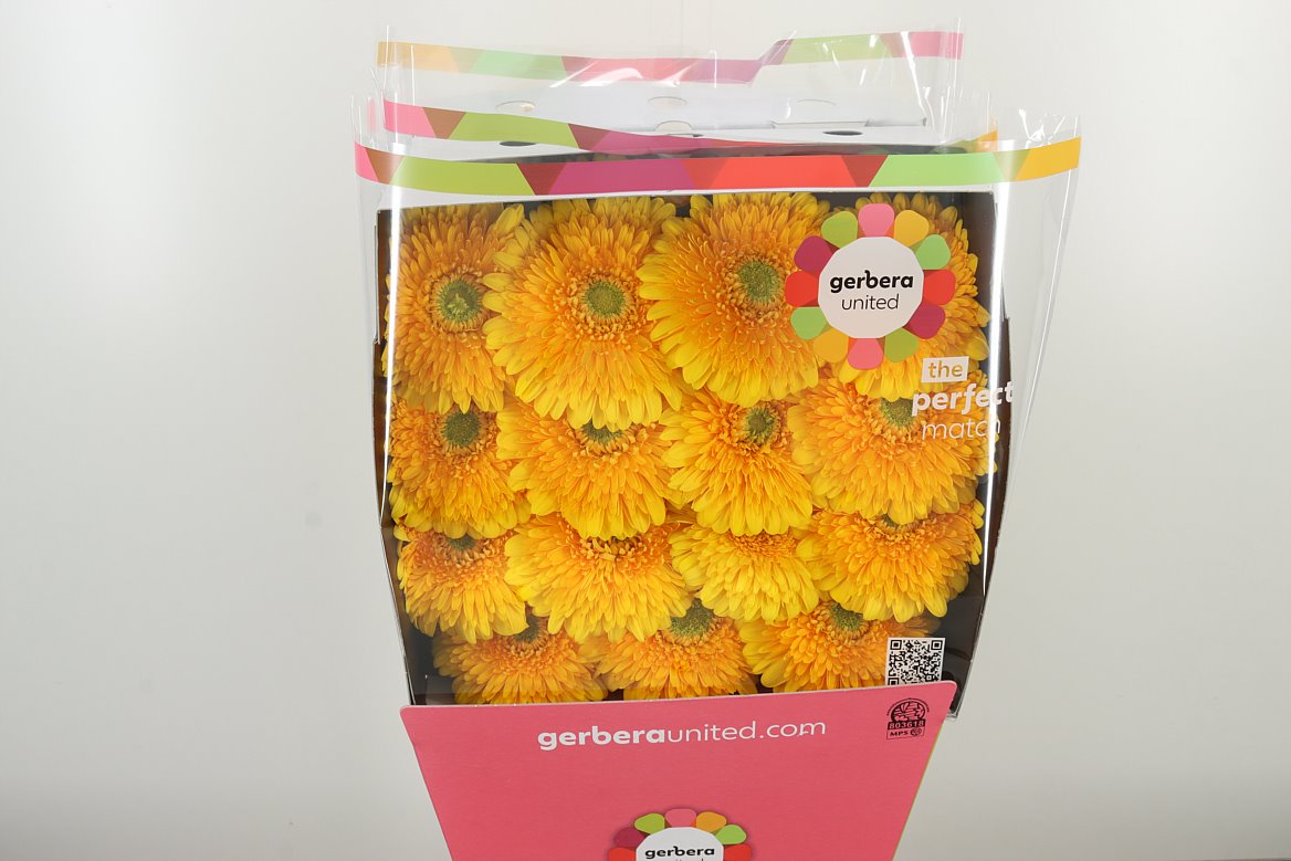 GE GR @ POM HONEYBALL