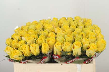 R Gr Good Times gelb