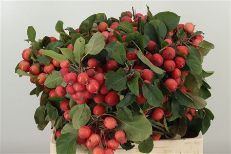 Malus Red Sentinel