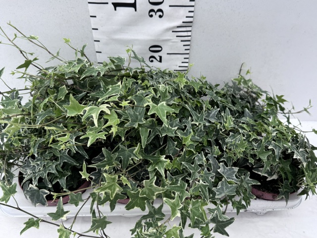 Hedera grün/weiß