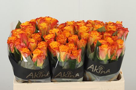 R Gr Marie-cl. orange
