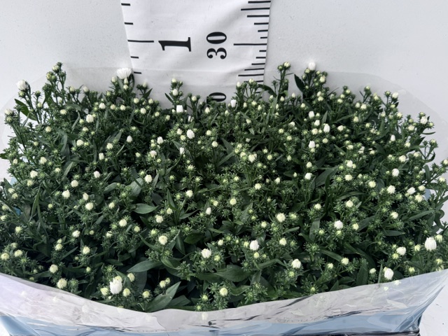Aster Novi B weiß