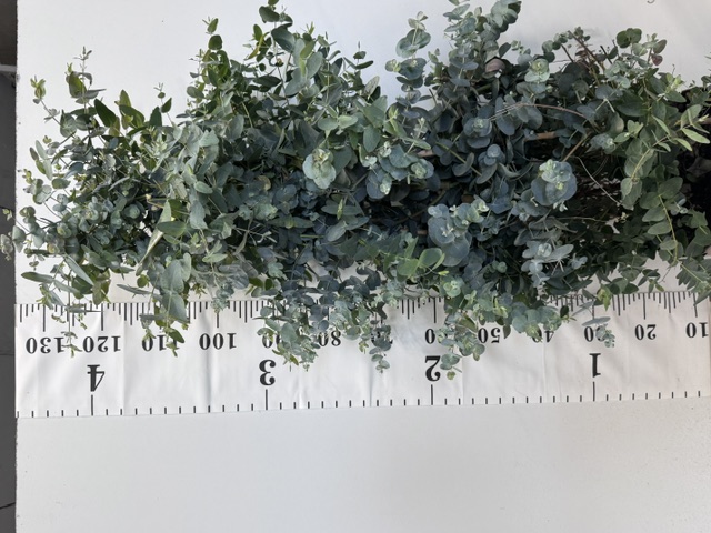 Euca Silver Dollar Pyr 27er