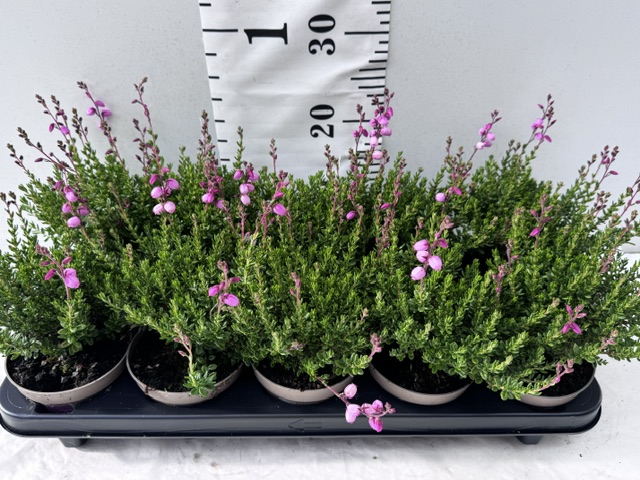 Daboecia rosa