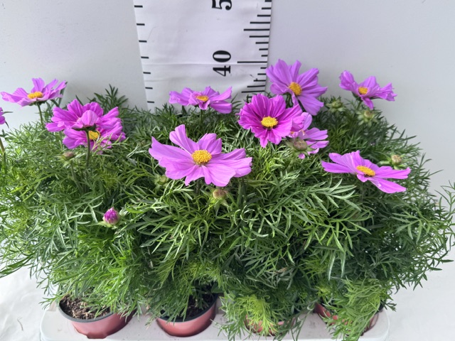 Cosmos pink
