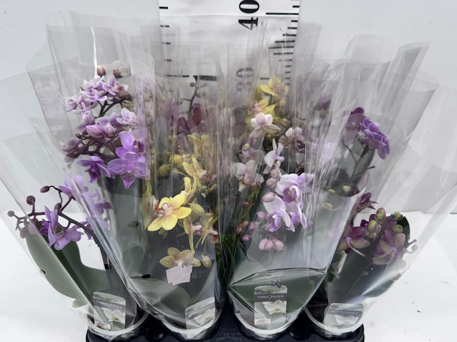 Phal Midi 9er Mix
