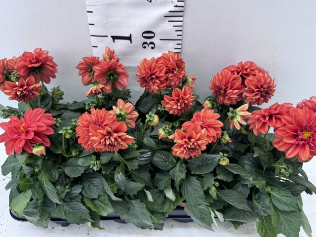 Dahlien orange