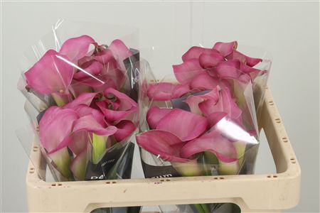 Calla  Zazu pink