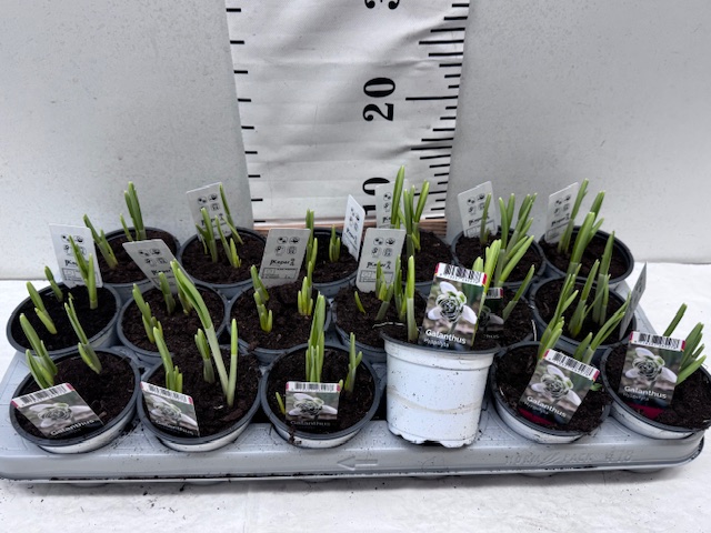 Galanthus Hippolyta 9er