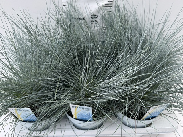 Festuca glauca