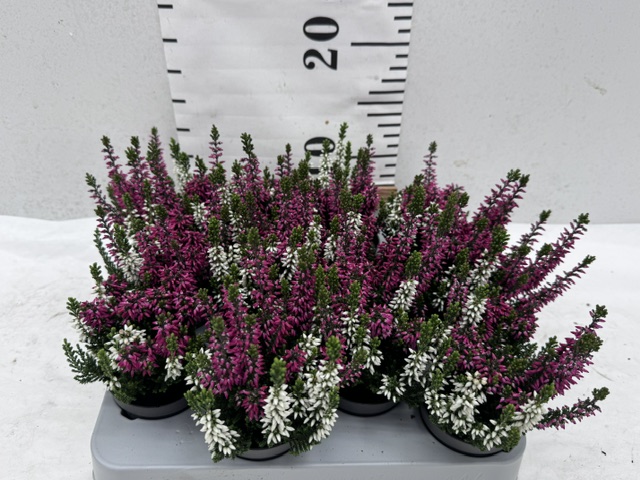 Callunen Mini Twins
