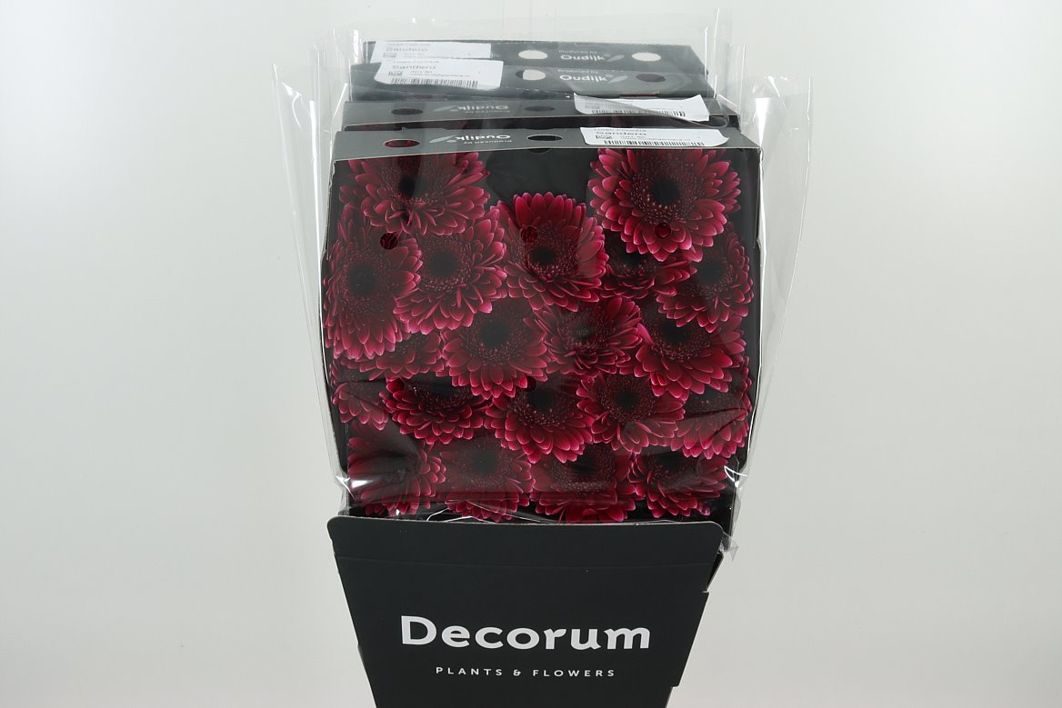 Germini Sandero pink