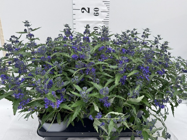 Caryopteris