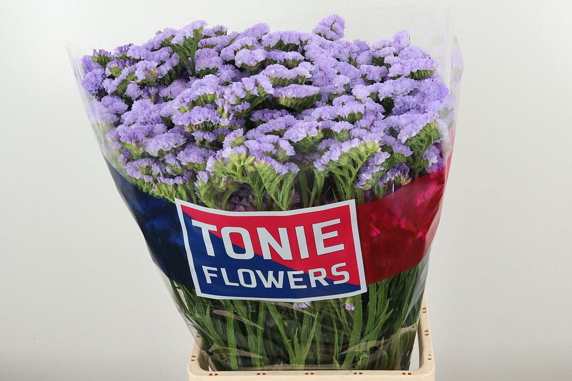 Lim S Tonie Lavender