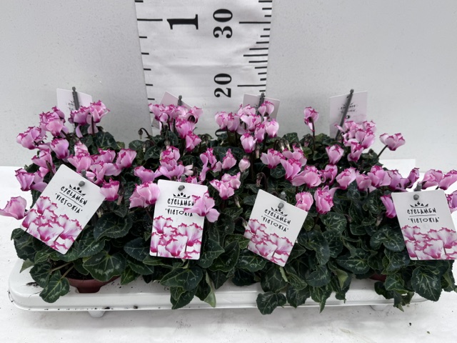 Cyclamen Victoria