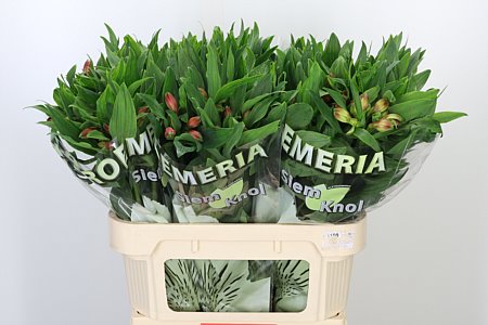Alstromerien Mix
