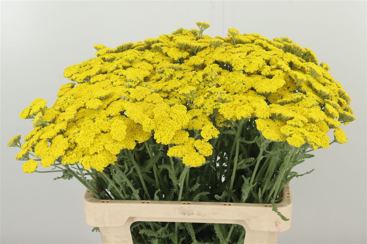 Achillea gelb Moonshine