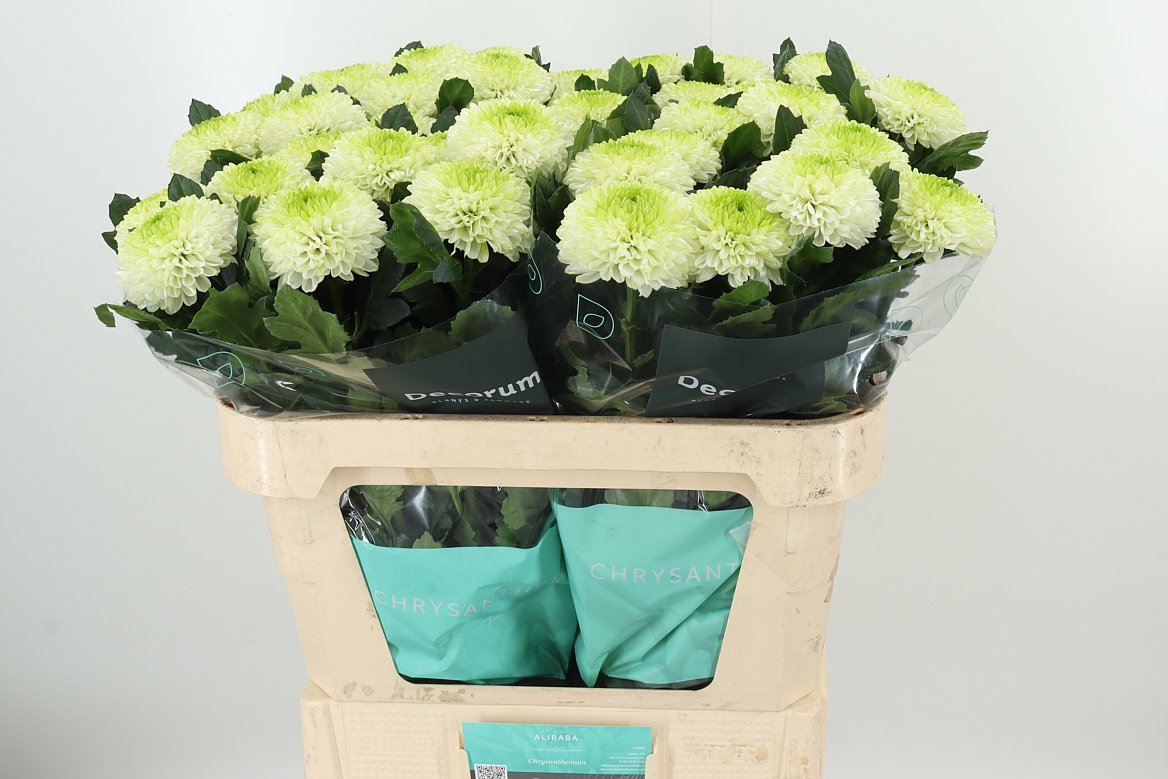 Chr G Ping Pong weiß