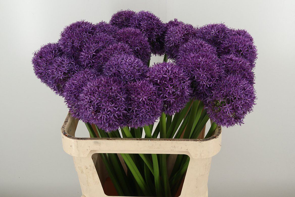 Allium Giganteum