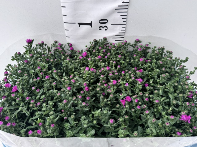 Aster Novi B rot