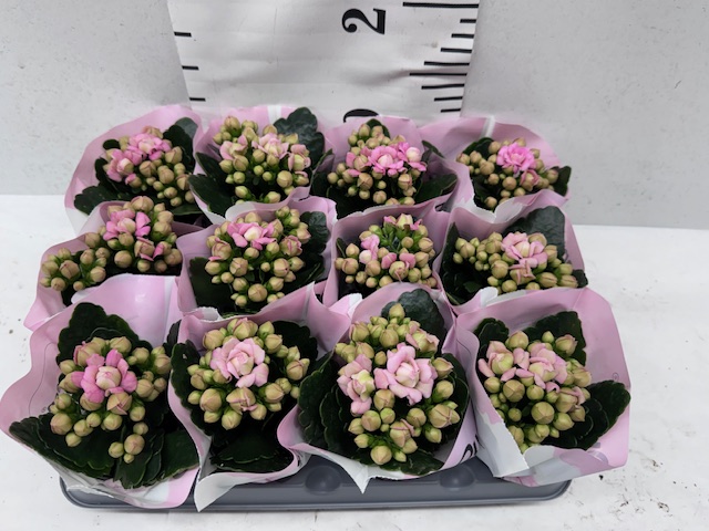 Calandiva Sonder Mini