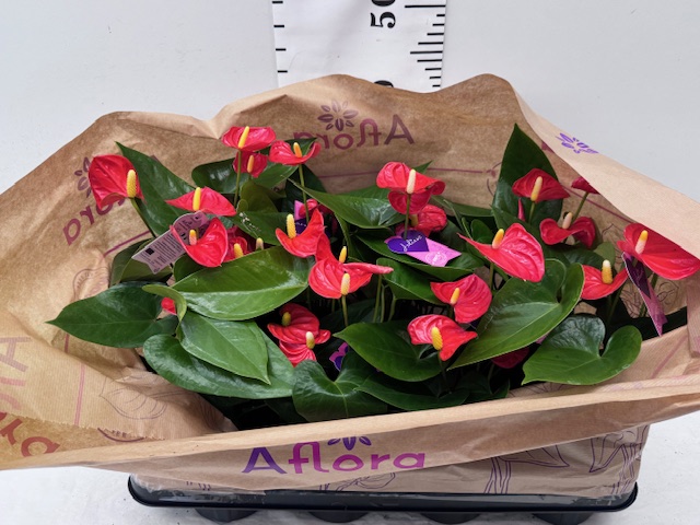 Anthurien 14er orange