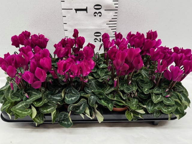 Cyclamen Midi lila