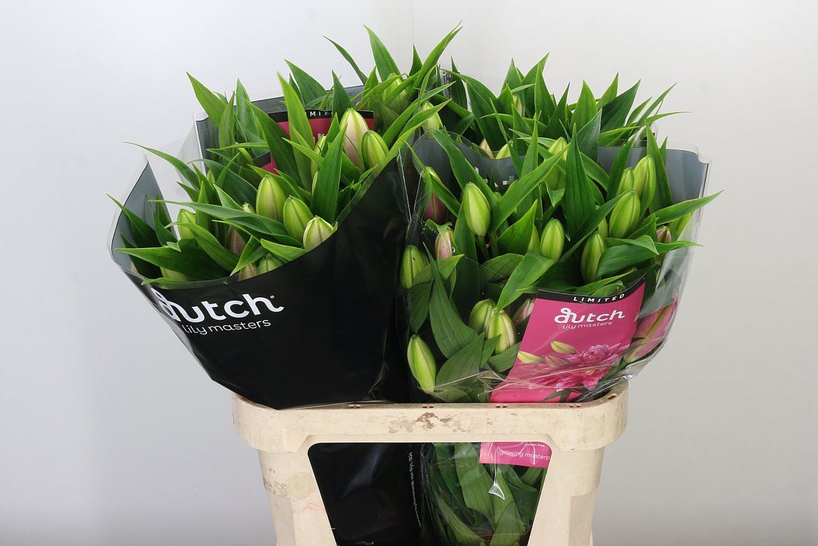 Lilien Oriental rosa