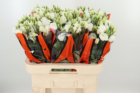 Lysianthus weiß gefüllt