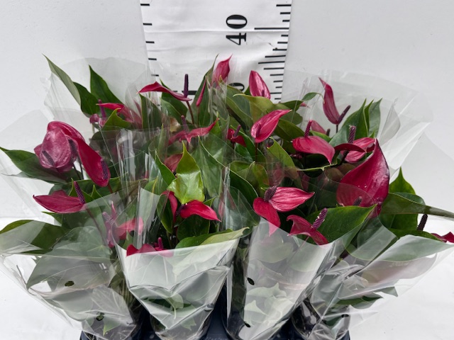 Anthu Banderola Lava