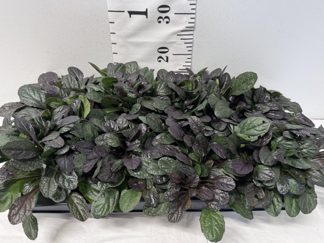 Ajuga braun