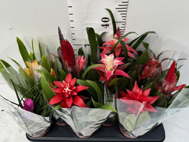 Bromelia Gem