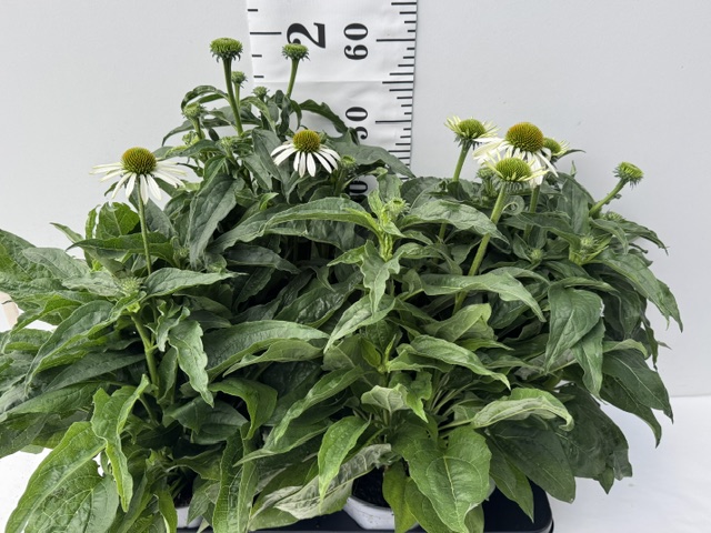 Echinacea weiß