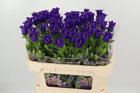 Glockencampanula blau