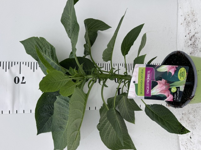 Datura rosa