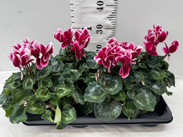 Cyclamen 13er zweif