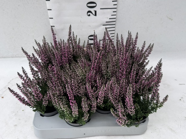 Callunen Mini rot