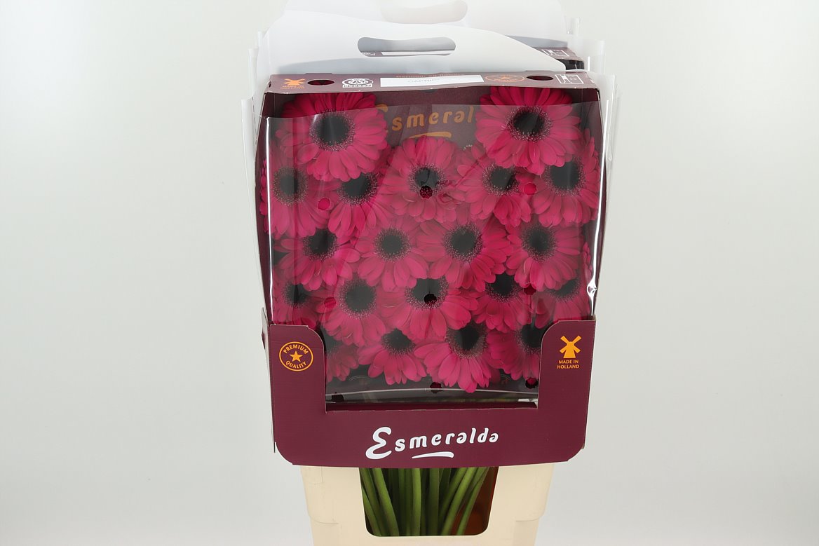 Germini Caprice pink