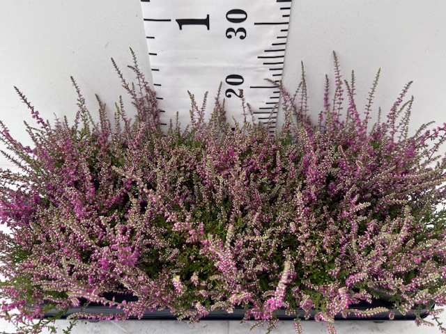 Callunen G. G. rot - 10er Palette