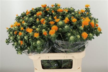 Carthamus Disteln