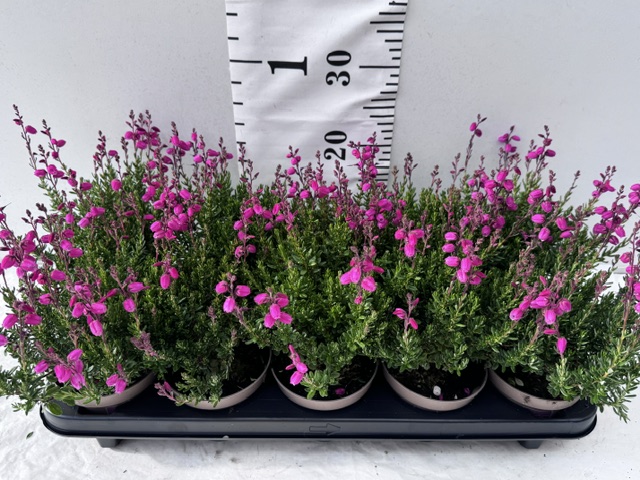 Daboecia pink