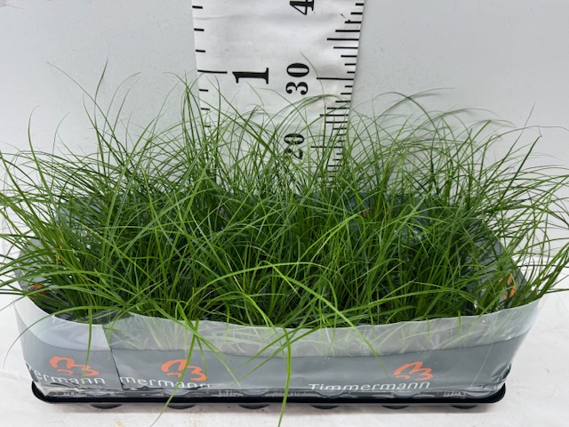Carex 9er
